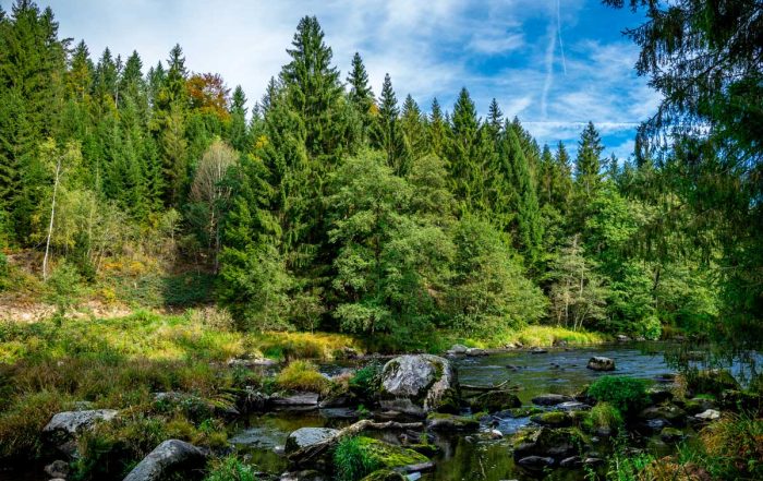 Im Bayerischen Wald - Goldsteig - Trans Bayerwald
