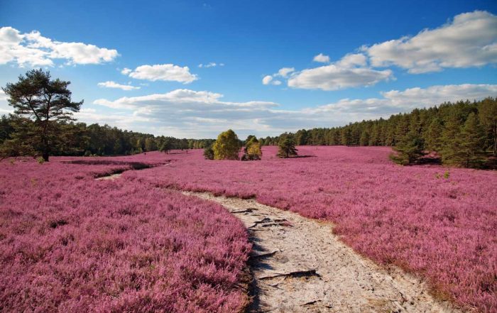 Heidelandschaft in der Lüneburger Heide - Wümme-Radweg - Leine-Heide-Radweg