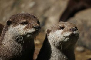 Otter - Ausflugziele für die ganze Familie