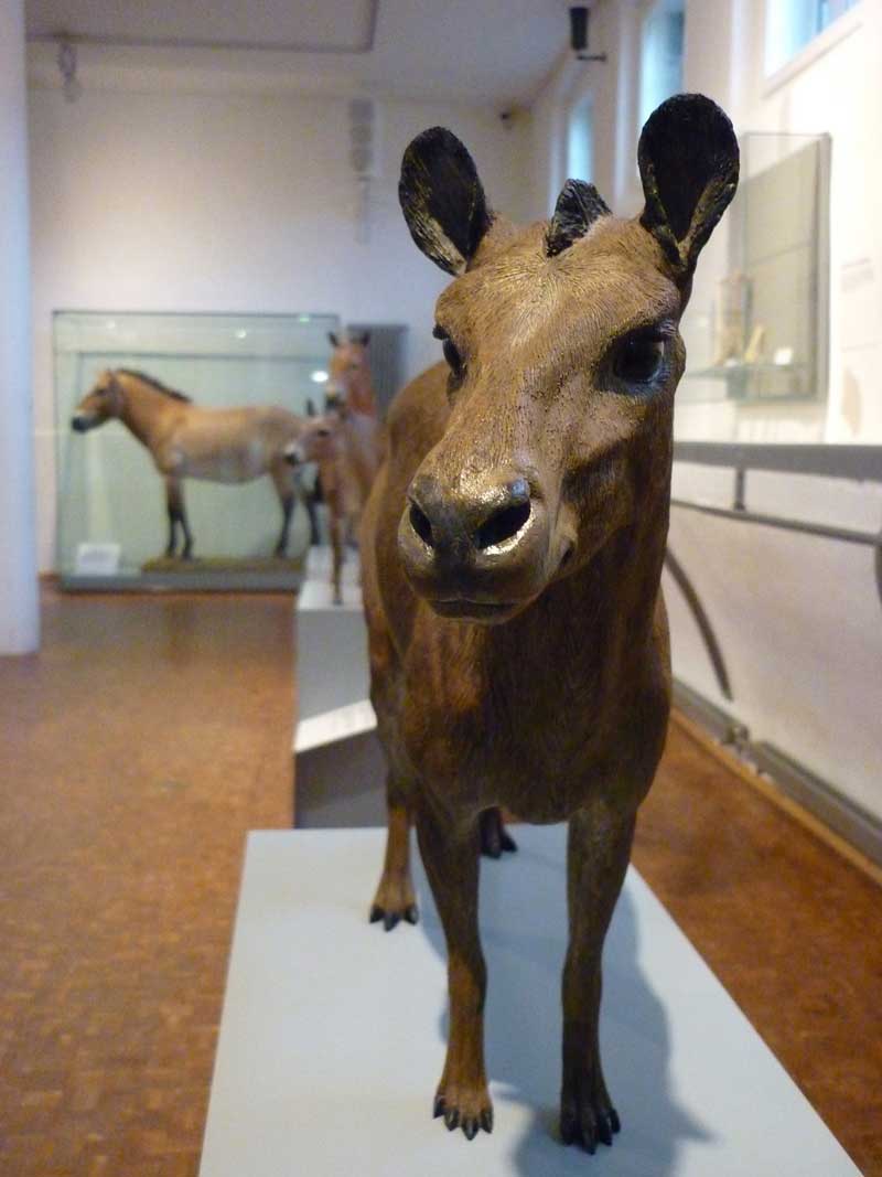 Urpferdchen und seine Nachfahren - Deutsches Pferdemuseum