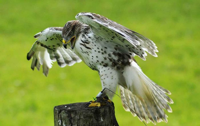 Falke bei der Landung - Burg Falkenstein