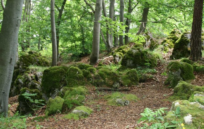 Waldweg in Franken - Europäischer Wasserscheideweg