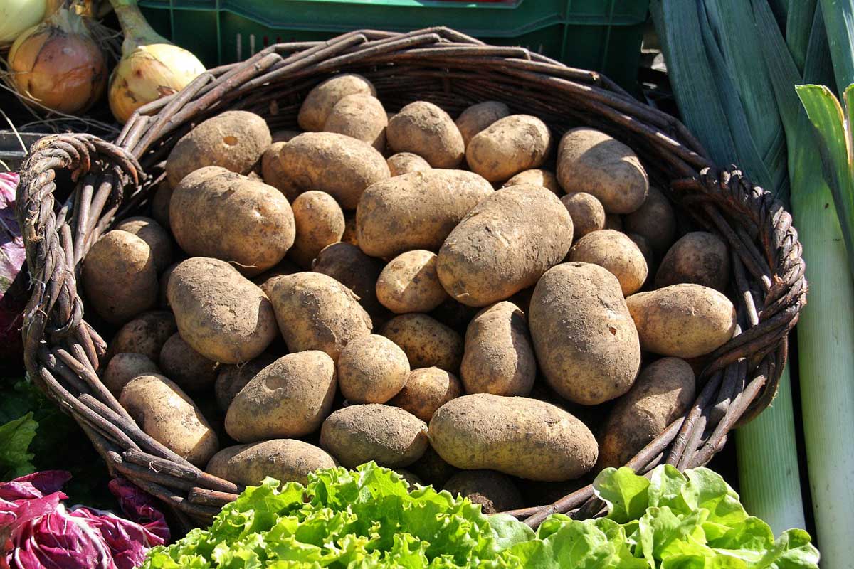 Kartoffeln im Korb - Schwäbische Kartoffeltour