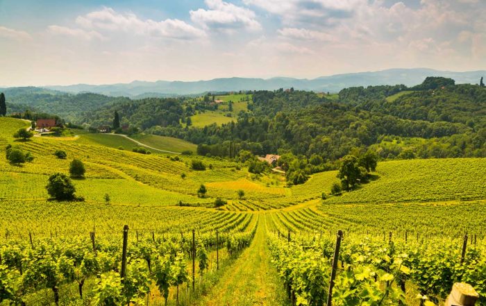 Weinberge in der Steiermark - Weinland Steiermark Radtour