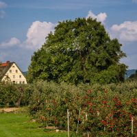 Reife Äpfel im Alten Land - Reisetipps für den Spätsommer