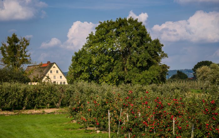 Reife Äpfel im Alten Land - Reisetipps für den Spätsommer