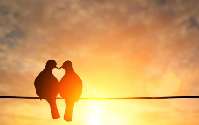 Vögel Herz Romantik - Vogelgezwitscher