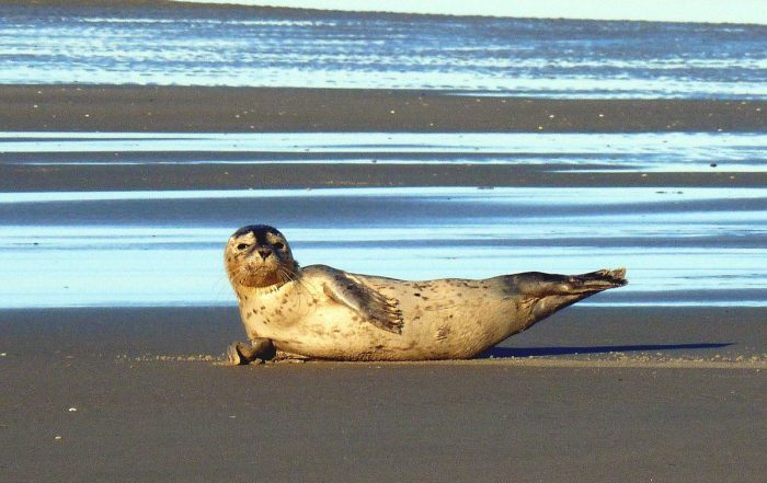 Seehund Strand