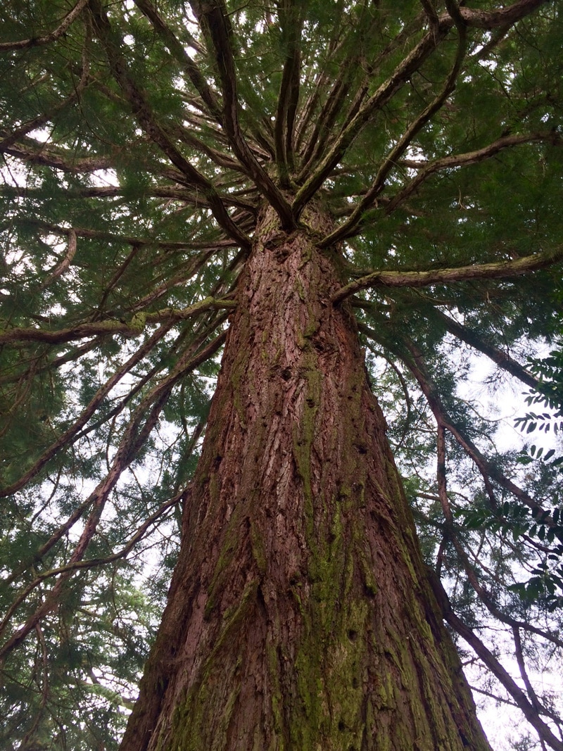 Mammutbaum - Der Schwäbische Wald