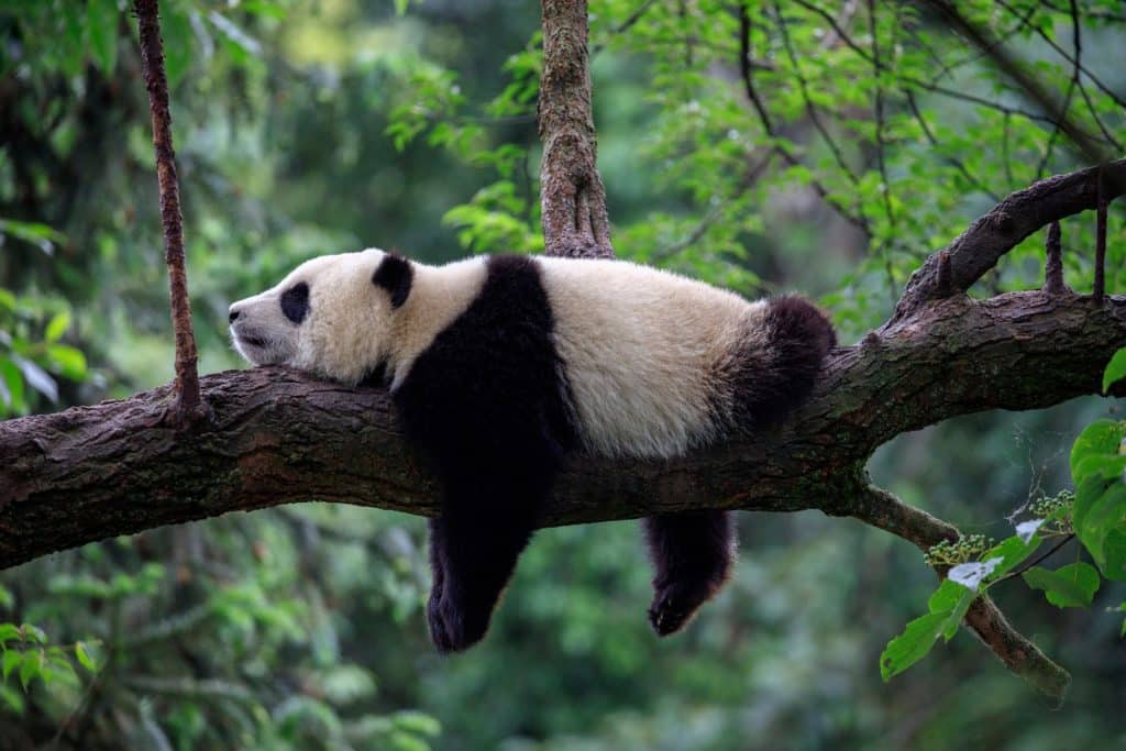 Pandabär in freier Wildbahn auf einem Ast liegend