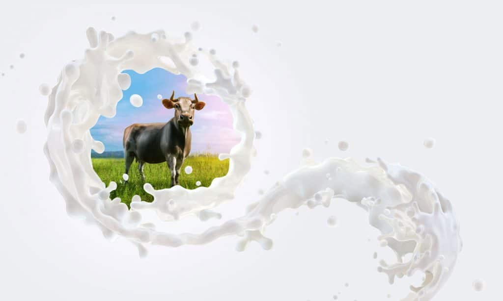 Milch-Diplom im Bützower Land erwerben