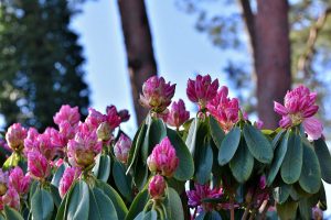 Rhododendron Park