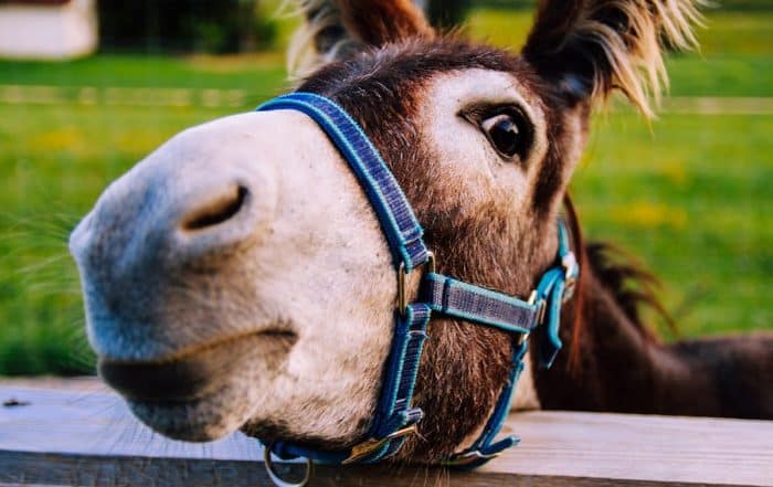 Esel im Freien - Esel- und Landspielhof Nessendorf