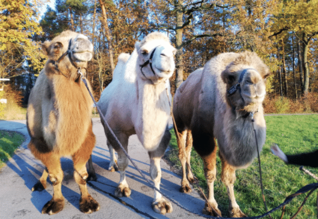 Kamele auf der Kameltour, Kamelhof Weil im Schönbuch