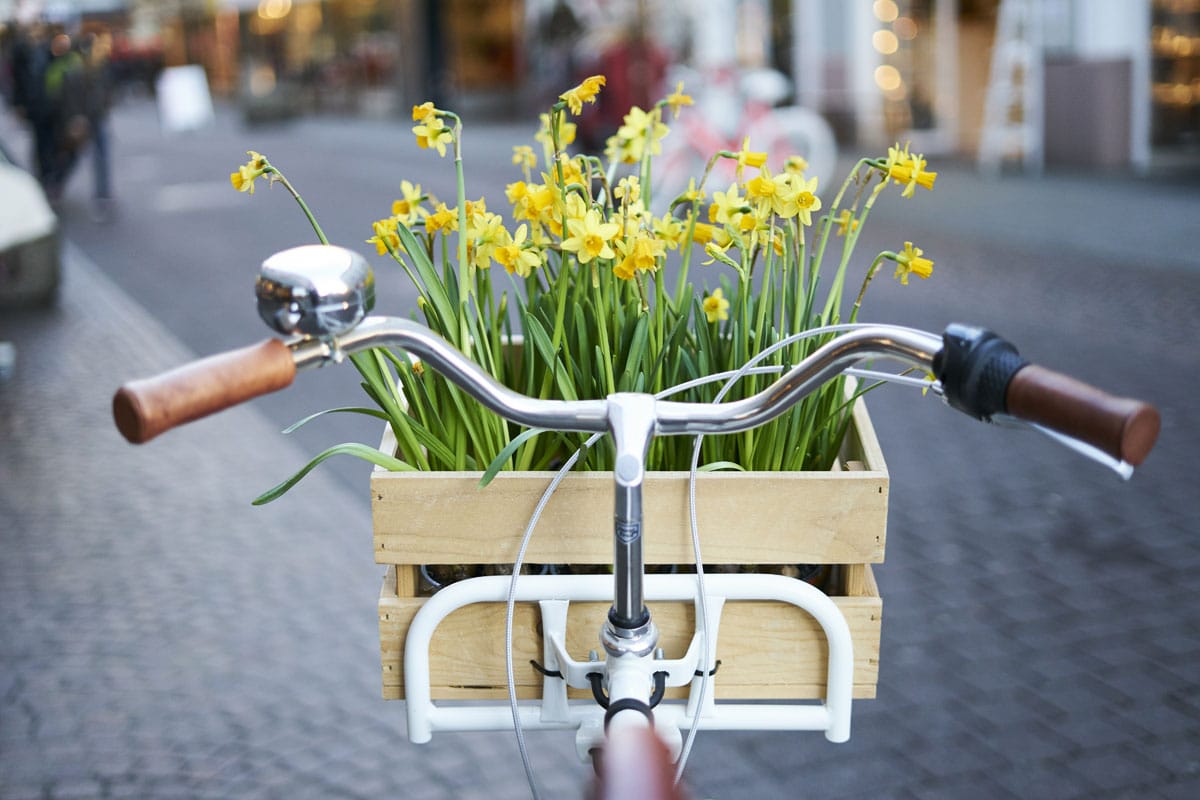 Narzissen-Fahrrad - Frühling