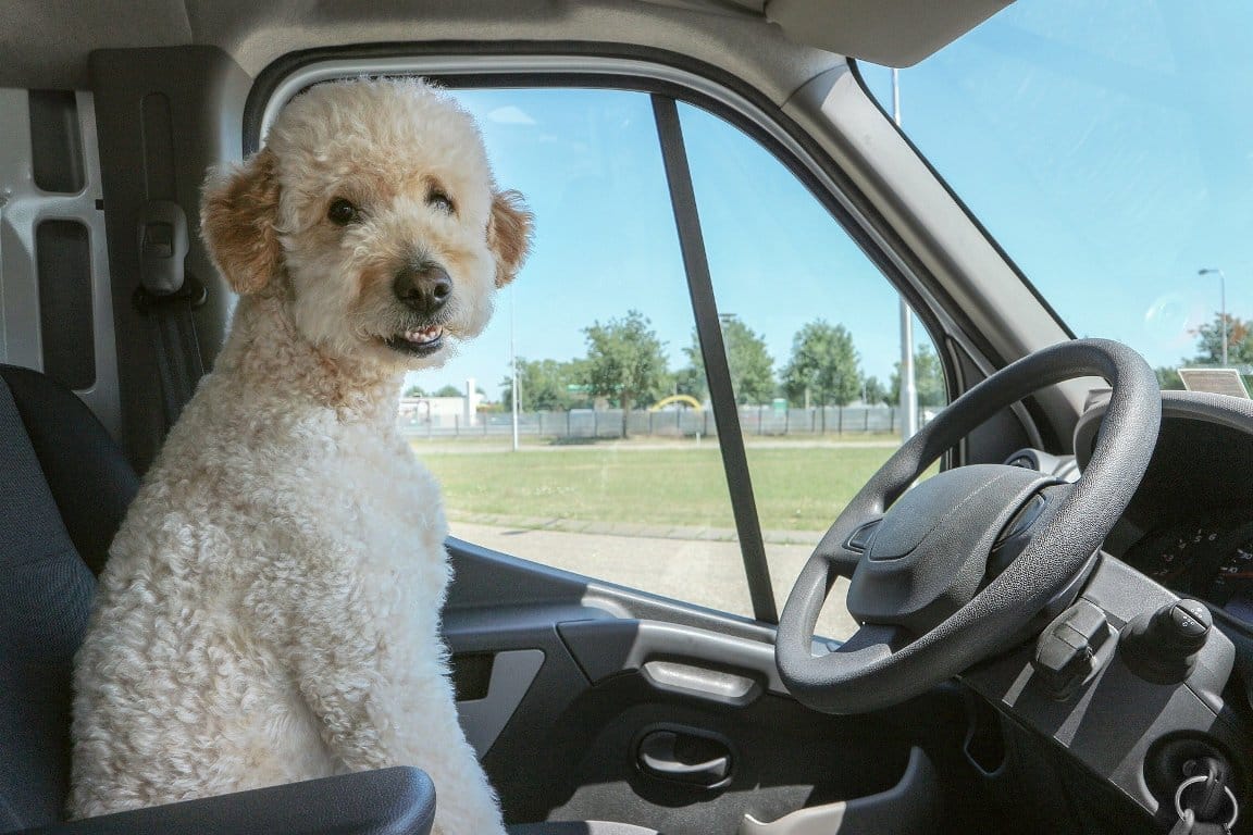 Hund sitzt auf dem Fahrersitz