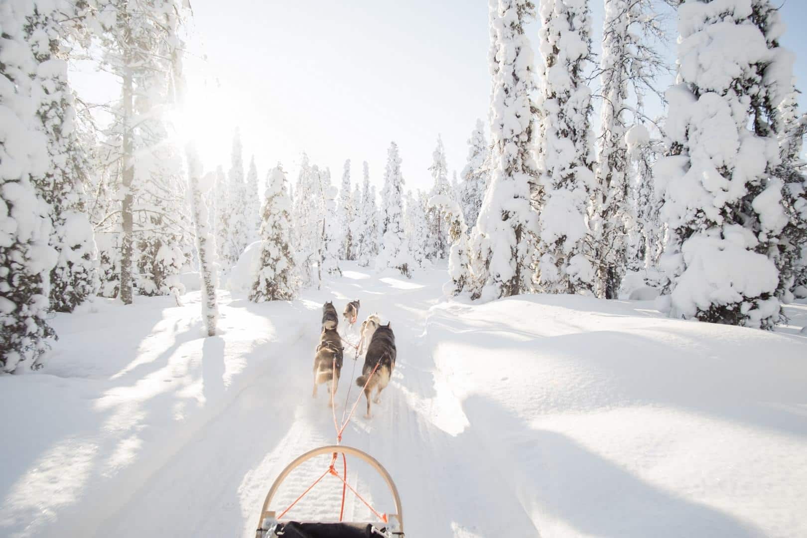 Hundeschlitten durch tiefverschneite sonnige Waldlandschaft