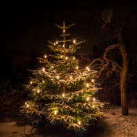 Weihnachtsbaum-Wald