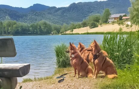 Hunde am See