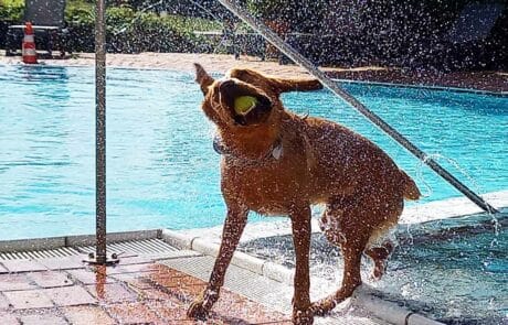 Hund am Pool im Seehotel Moldan