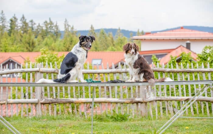 Hunde im Landhotel Haus Waldeck