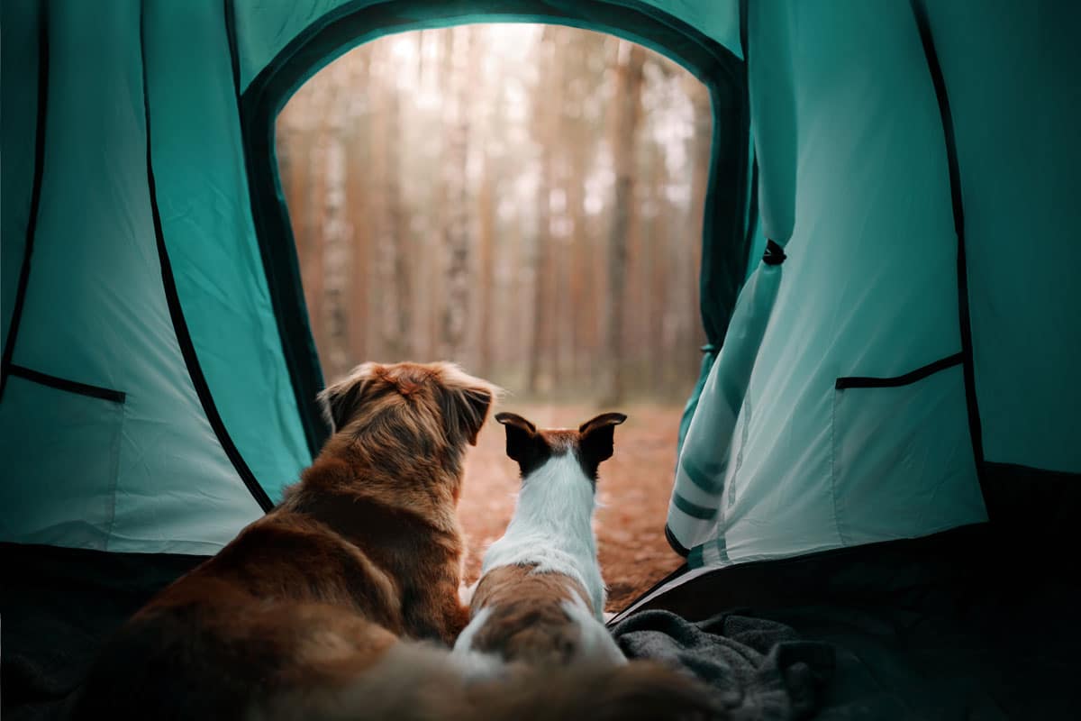 Camping-Hund
