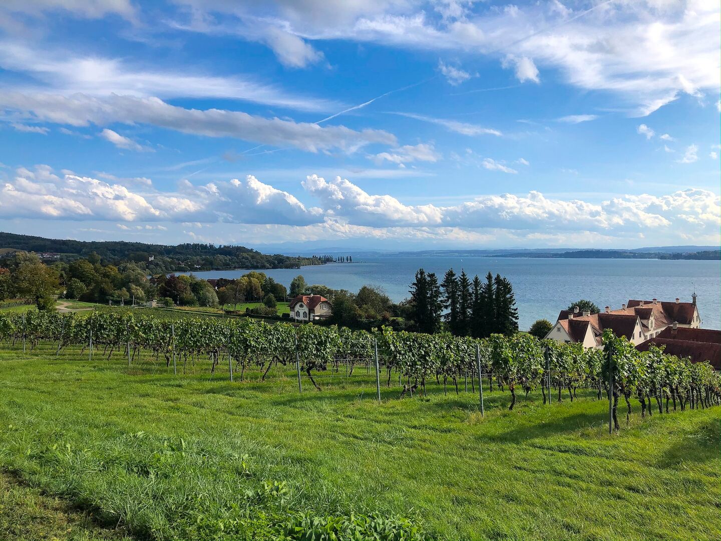 Blick auf Weinreben am Bodensee