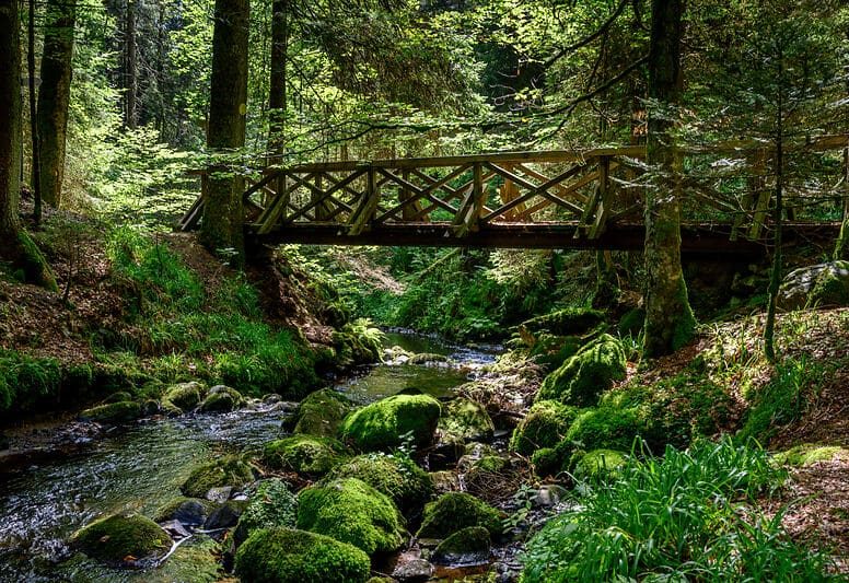 Ravennaschlucht im Schwarzwald im Sommer mit Holzbrücke
