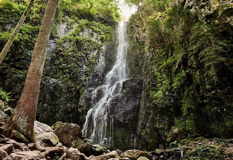 Burgbach Waterfall in coniferous forest falls over granite rocks into the valley near Bad Rippoldsau-Schapbach, Black Forest, Germany.
