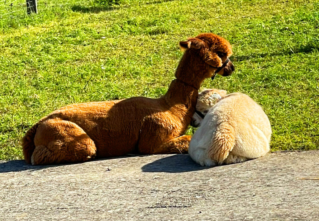 Alpaka-Trekking: zum „Woll... wohlfühlen“
