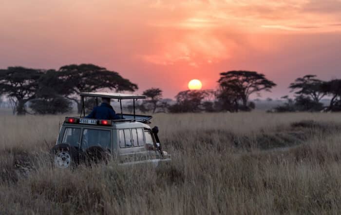 Jeep bei Sonnenuntergang fährt durch hohes Gras in der Serengeti