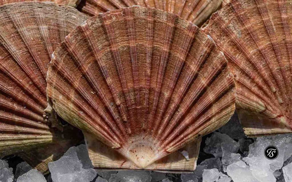 Jakobsmuschelschalen