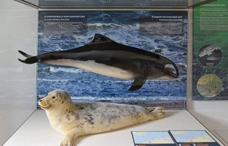 Natureum am Darßer Ort, Vitrine