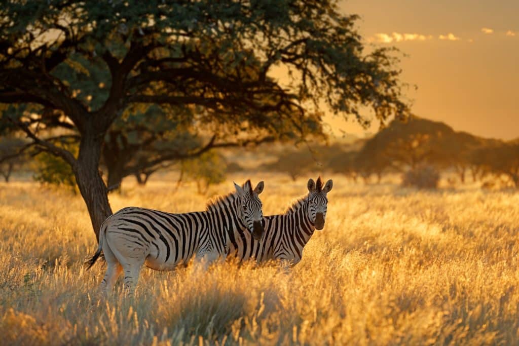 Zwei Zebras im hohen Steppengras unter einem Baum in der sonnenbeschienenen Savanne Afrikas