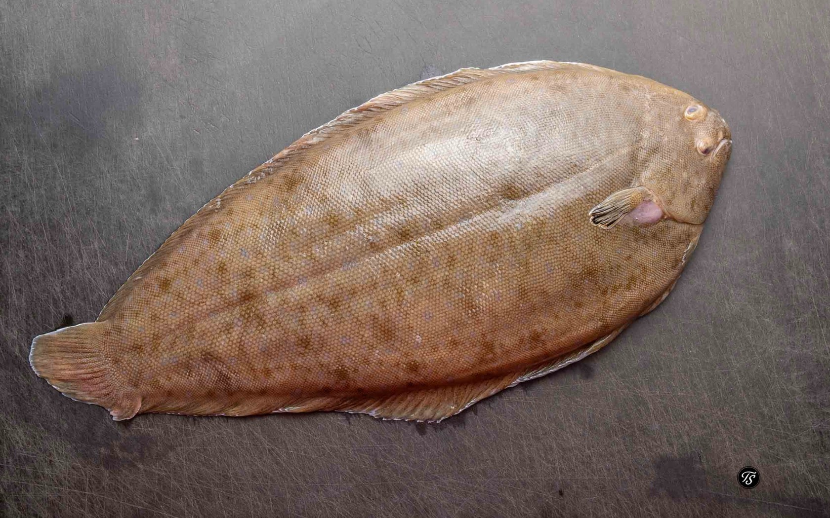 Seezunge roh auf grauem Hintergrund