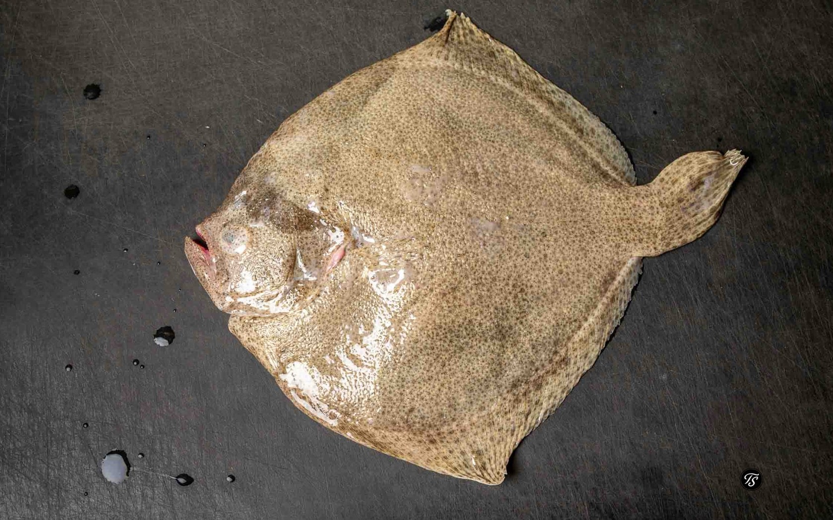 Steinbutt roh auf dunklem Hintergrund