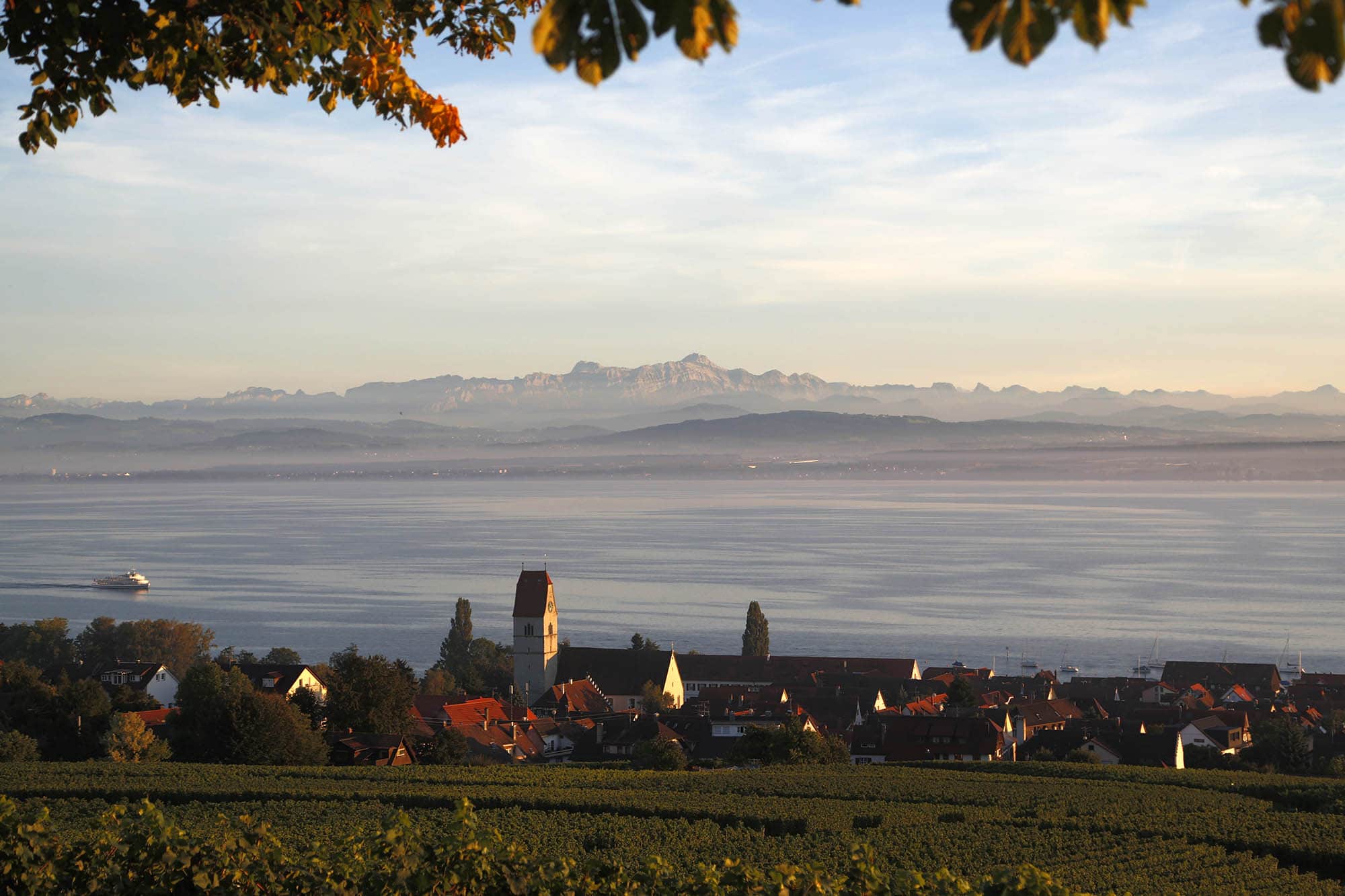 Blick über Weinreben auf Hagnau am Bodensee mit den Alpen im Hintergrund