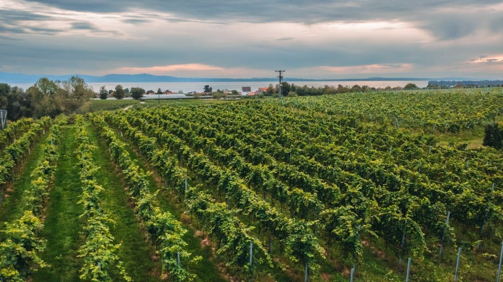 Blick über die Weinberge zum See am Abend