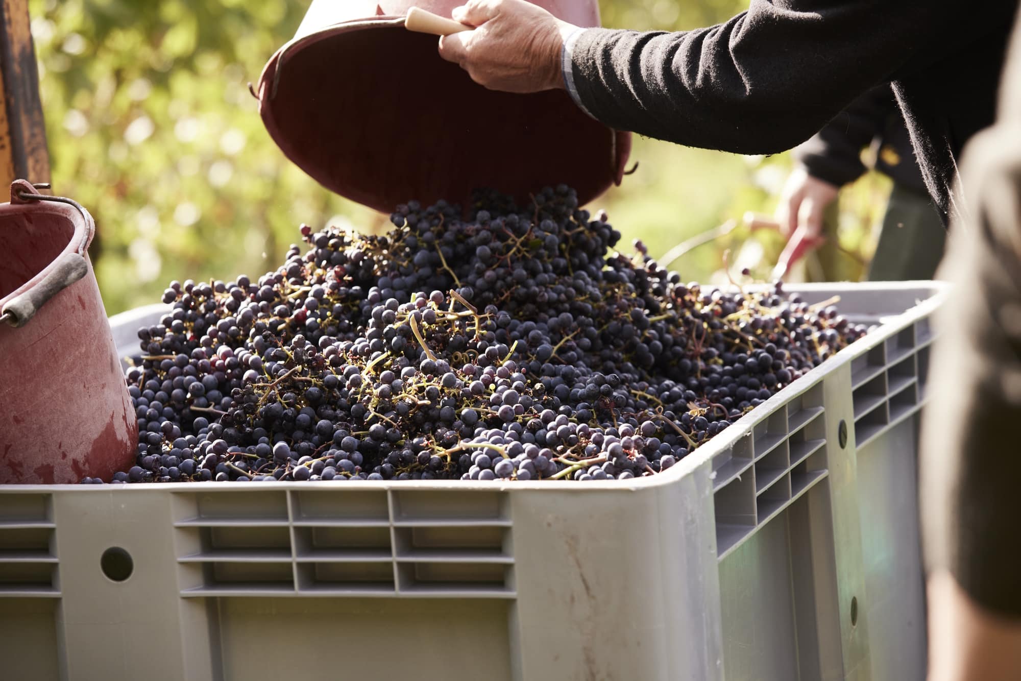 Detailaufnahme bei der Weinlese in Goldbach Erntekorb mit blauen Trauben wird in einen Behälter ausgeleert