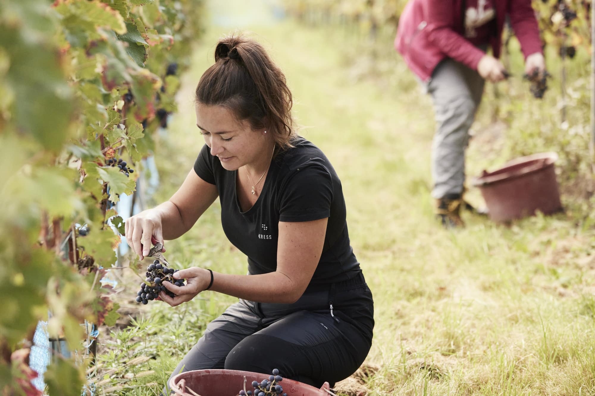 Viola Kress bei der Weinlese in Goldbach