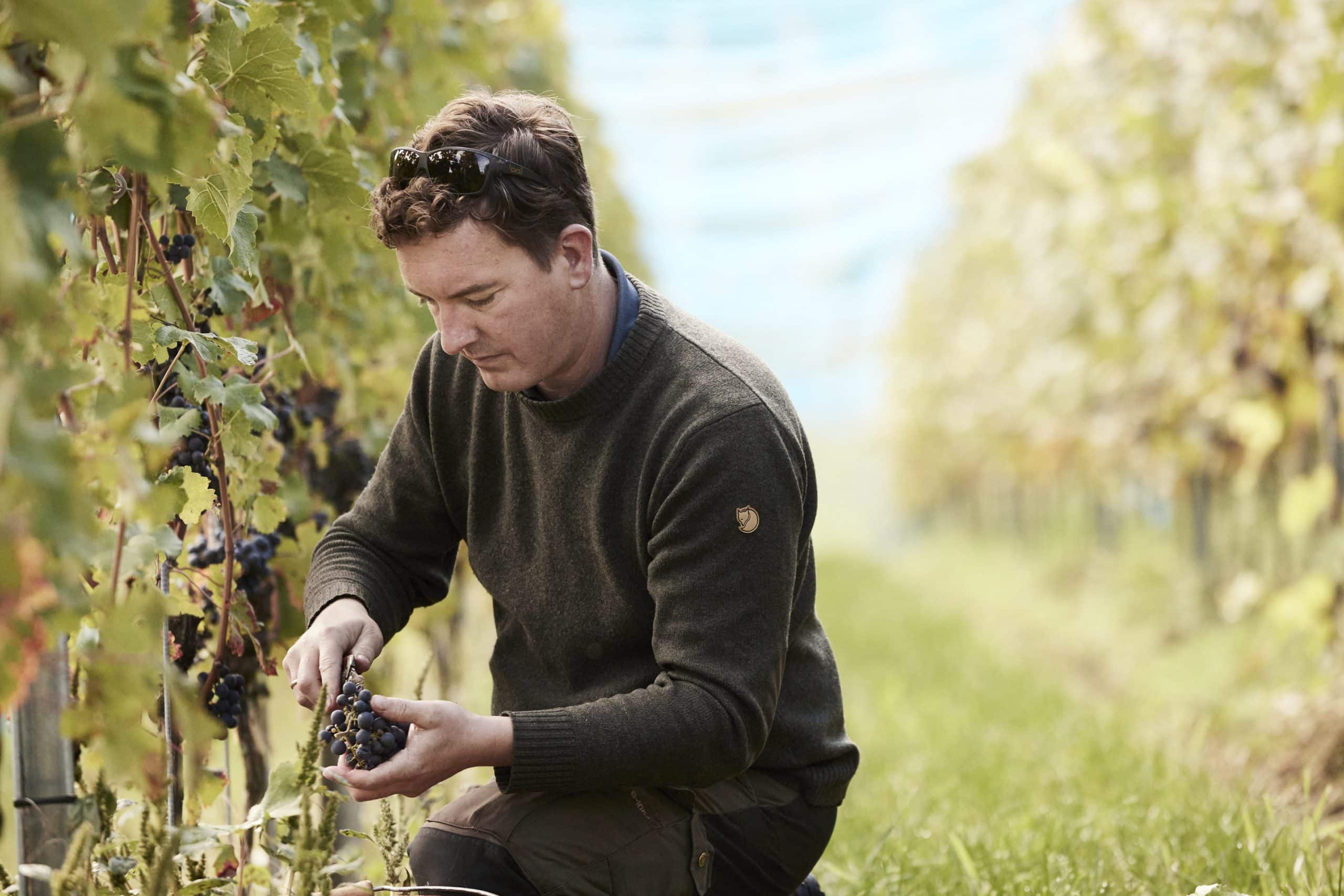 Johannes Kress bei der Weinlese in Goldbach