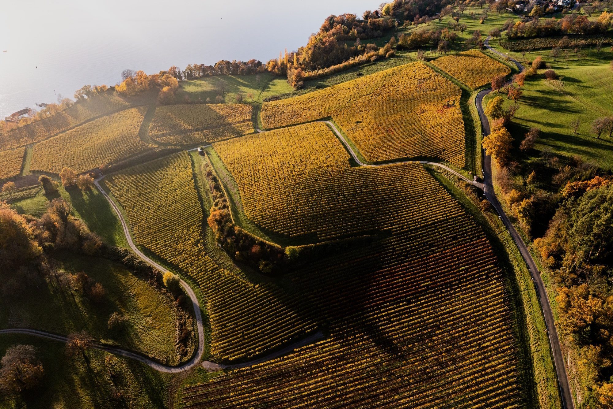 goldene Weinberge des Weinguts Kress in Goldbach im Herbst