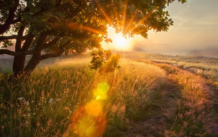 Sonnenaufgang im Spätsommer, Sonnenstrahlen scheinen durch die Äste eines Baumes auf einer Wiese im Morgendunst