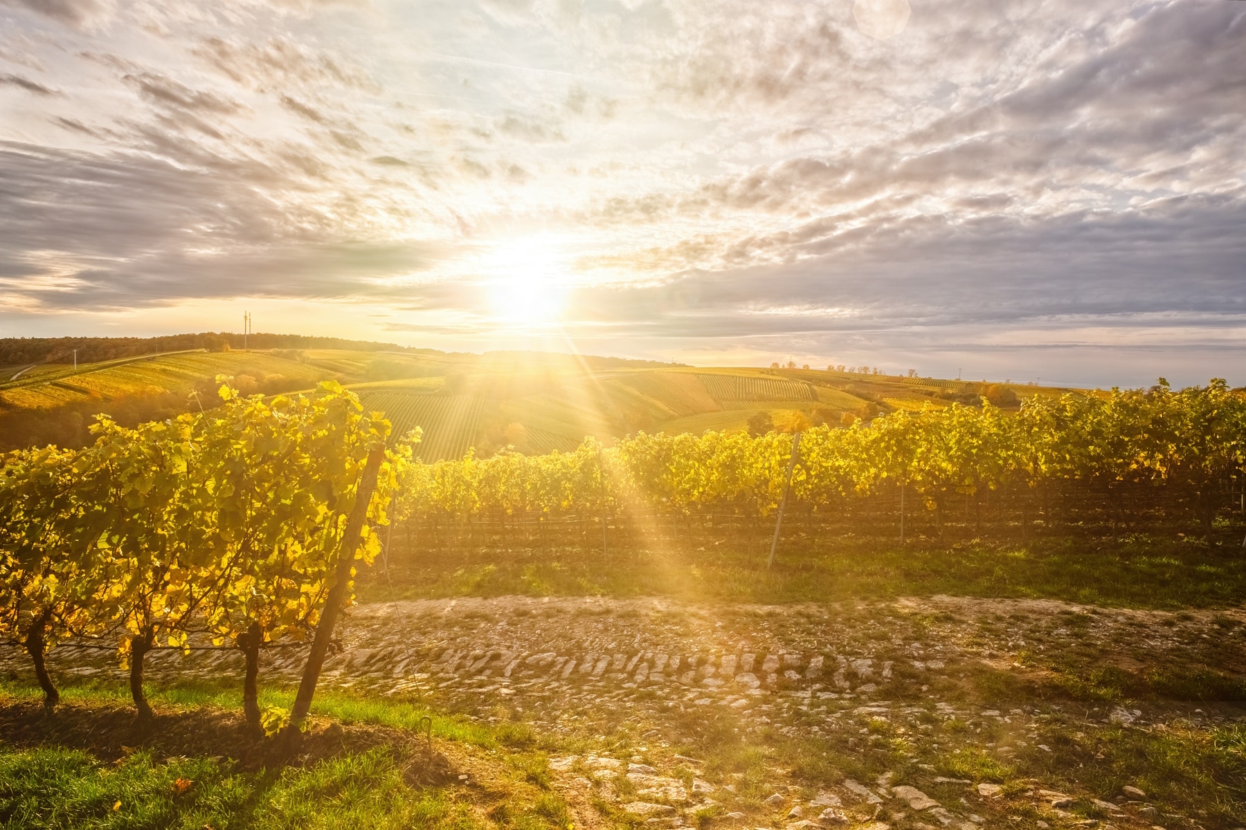 Weinberge Volkach im Sonnenaufgang