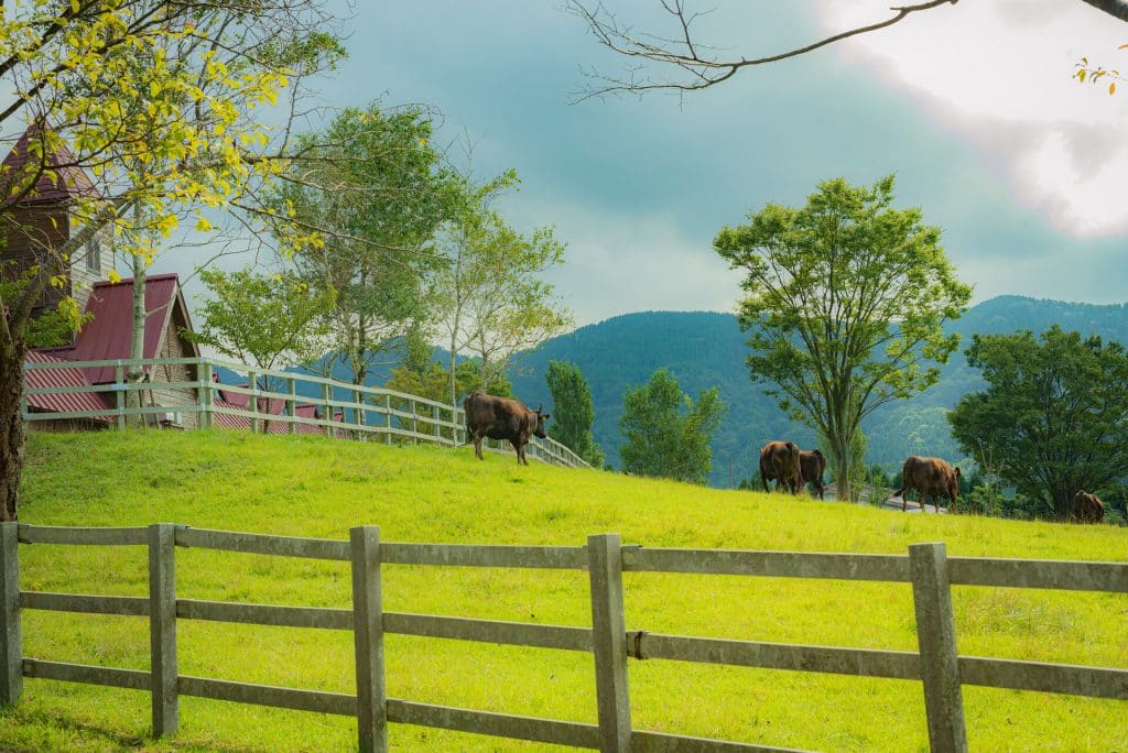 Foodblog: Wagyu und Kobe Beef - Viel Wind um nichts?