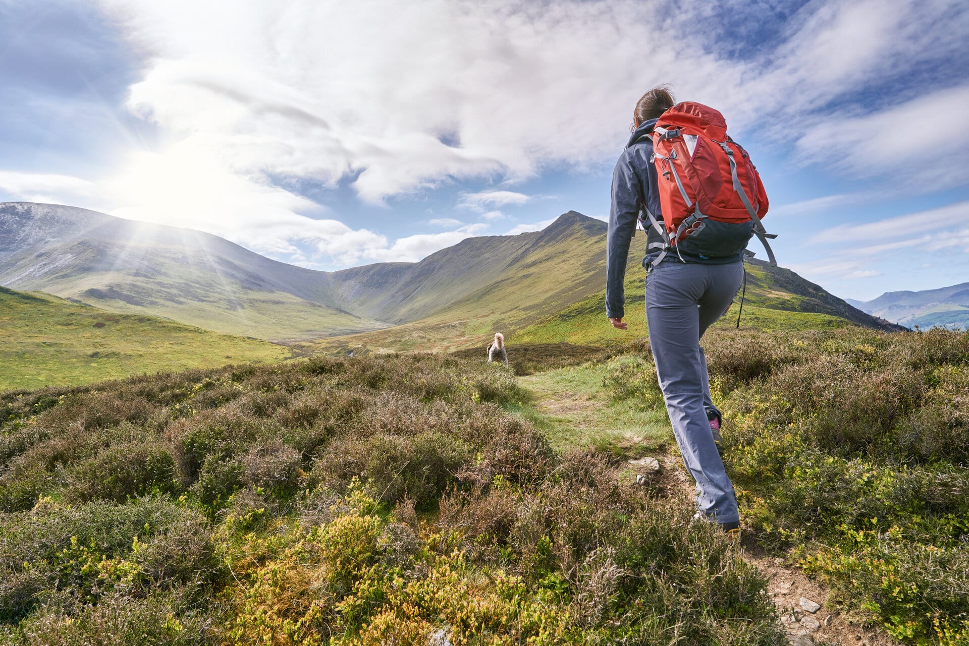 Wanderer mit rutem Rucksack läuft einen Wiesenweg hinauf, vor ihm ein freilaufender Hund in der Landschaft des Lake Districts in Groß Britannien