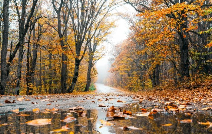 Wet asphalt road passing through colorful autumn forest