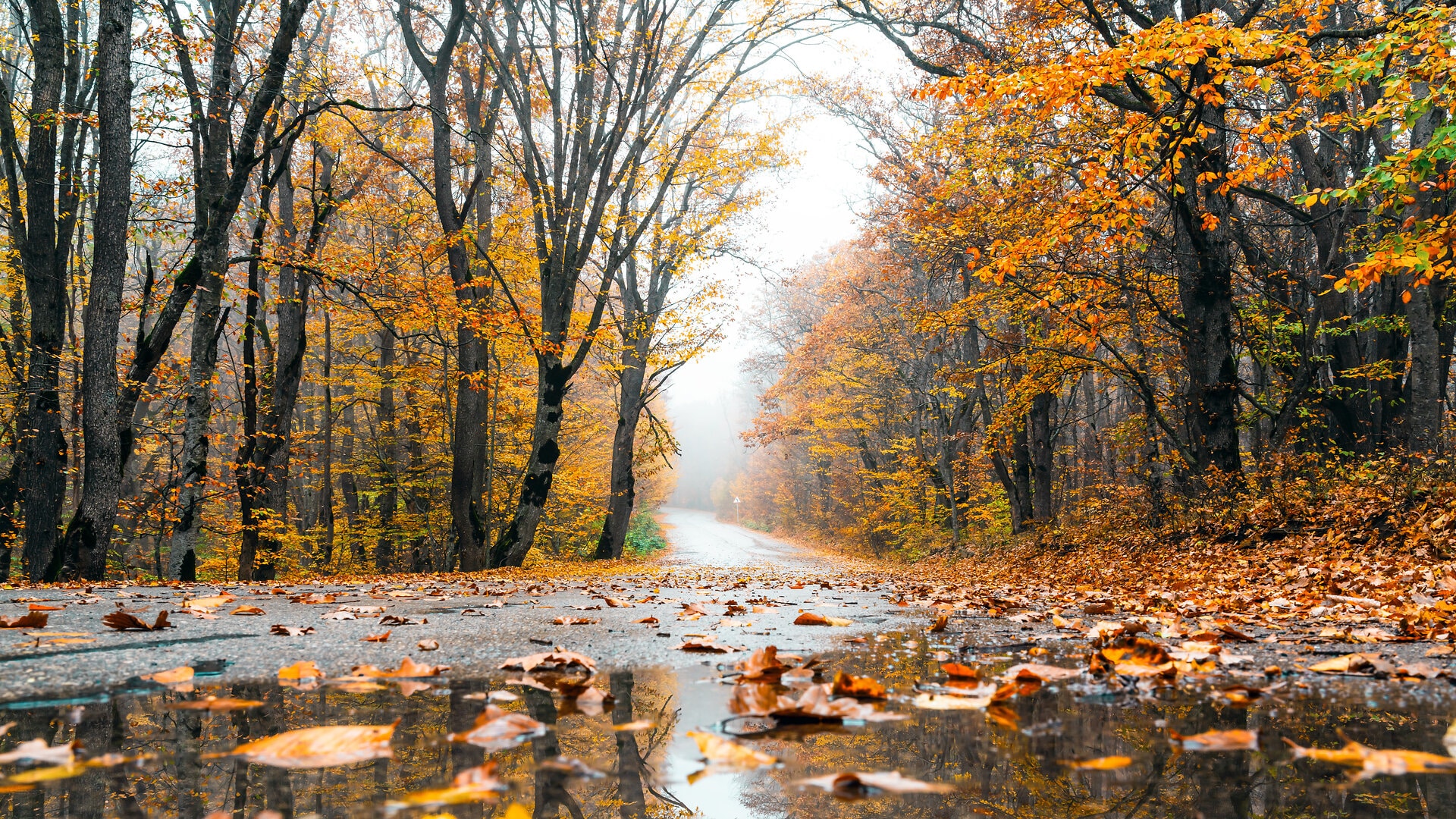 Wet asphalt road passing through colorful autumn forest