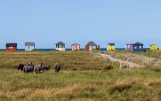 Herd of Sheep and salt marsh with colorful beach huts at Vesterstrand, Ærøskøbing, Ærø, Denmark