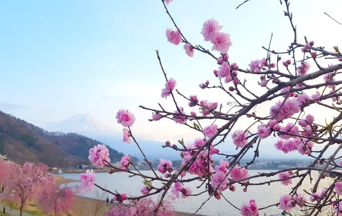 Cherry blossom by the Ashi lake with the Mount Fuji in the background in Hakone, Japan
